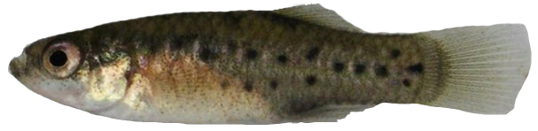 Aphanius iberus_05-hembra.jpg